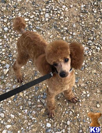 northtexaspuppies Picture 2